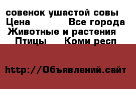 совенок ушастой совы › Цена ­ 5 000 - Все города Животные и растения » Птицы   . Коми респ.